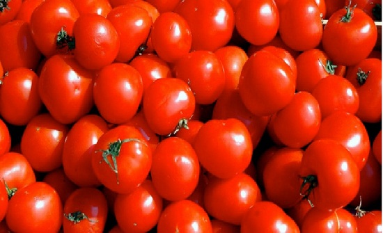 45 قرشا كيلو البندورة في السوق المركزي 