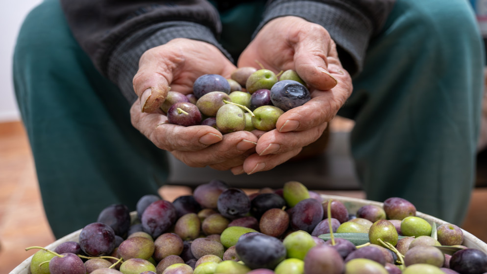 مديرية زراعة جرش ترجّح انخفاض إنتاج الزيتون داخل المحافظة بنسبة 90% 