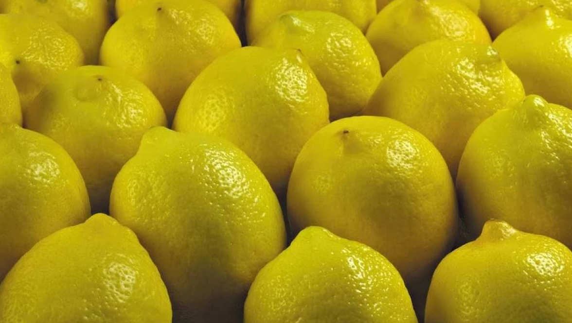 150 قرشا كيلو الليمون في السوق المركزي 