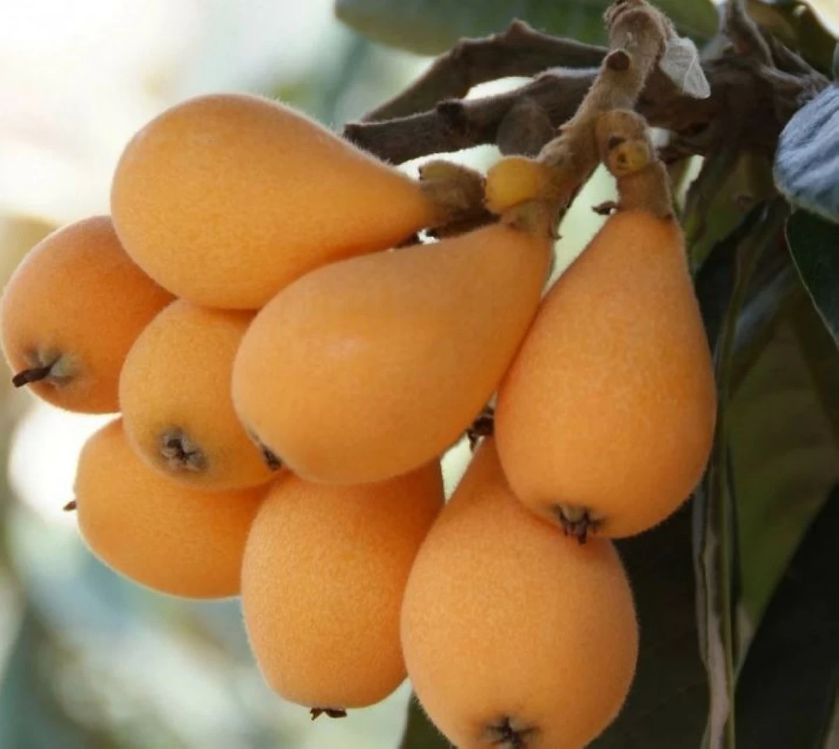 الأسكدنيا في راجب ..  سلة غذاء موسمية تعزز التنمية