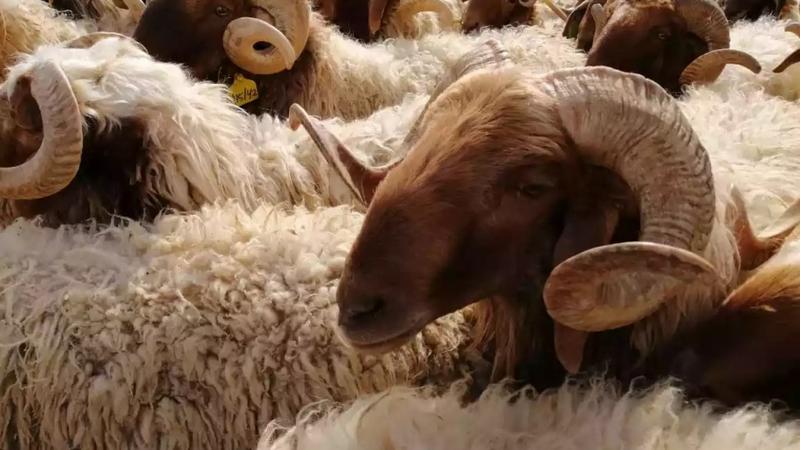"الزراعة": 580 ألف أضحية متوفرة في السوق المحلي