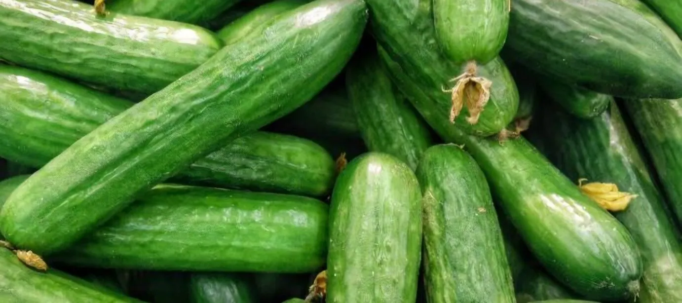 40 قرشا كيلو الخيار في السوق المركزي 