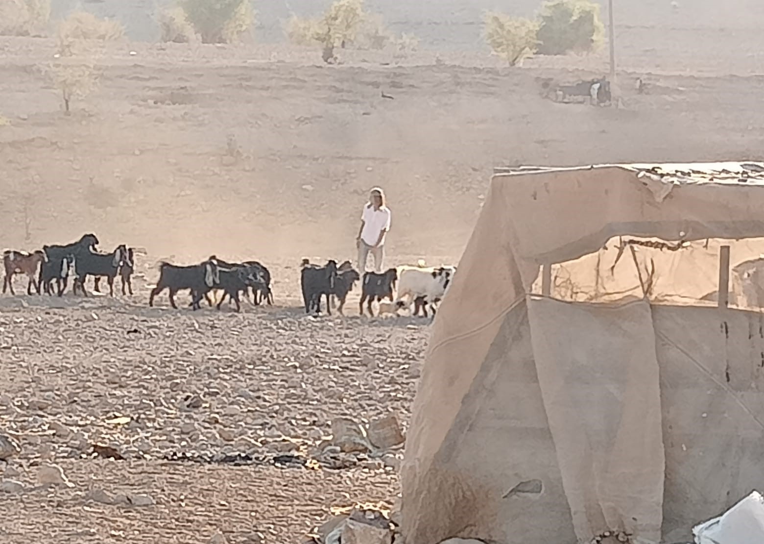 مستوطنون يقتحمون قرية شلال العوجا شمال أريحا