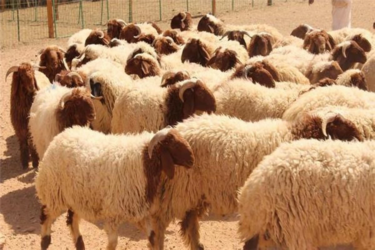 ​بلدية إربد اعفاء المواطنين من رسوم ذبح الأضاحي 