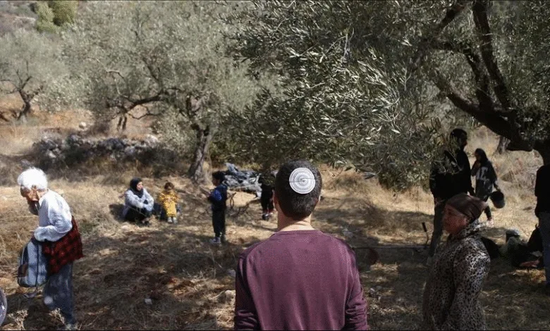 مع دخول موسم قطف الزيتون  ..  المستوطنون يسرقون تعب المزارع الفلسطيني