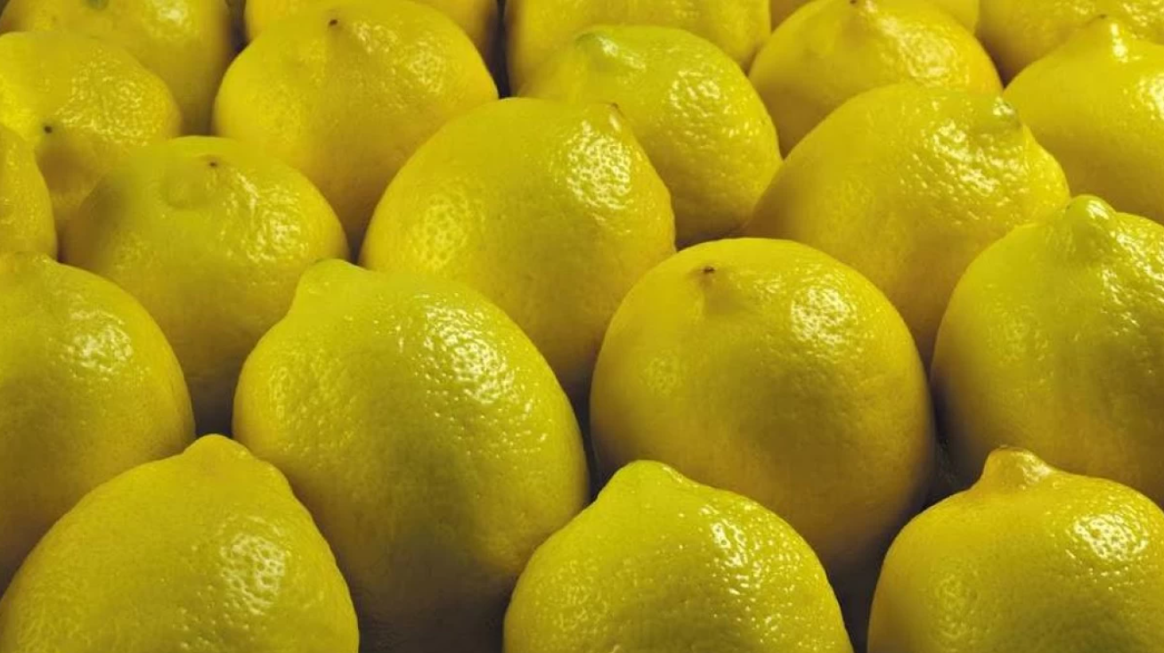 150 قرشا كيلو الليمون في السوق المركزي 