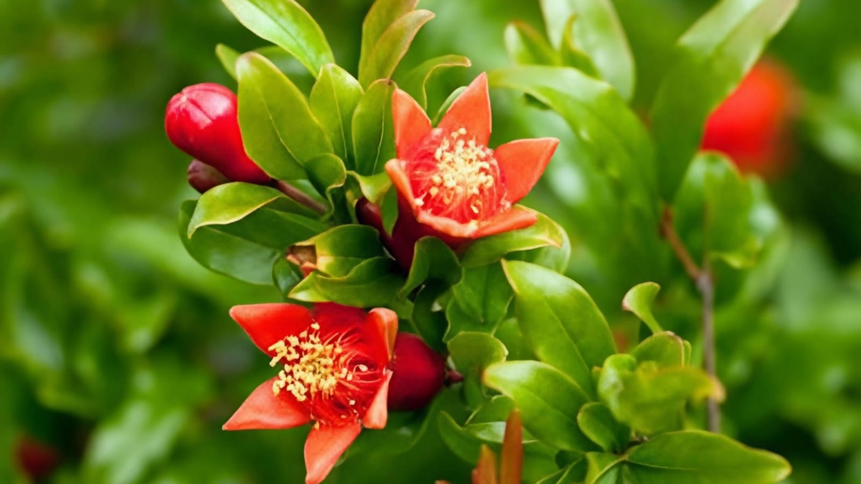 زراعة الكورة تدعو مزارعي الرمان لاتخاذ إجراءات وقائية لمكافحة حشرة "المن"