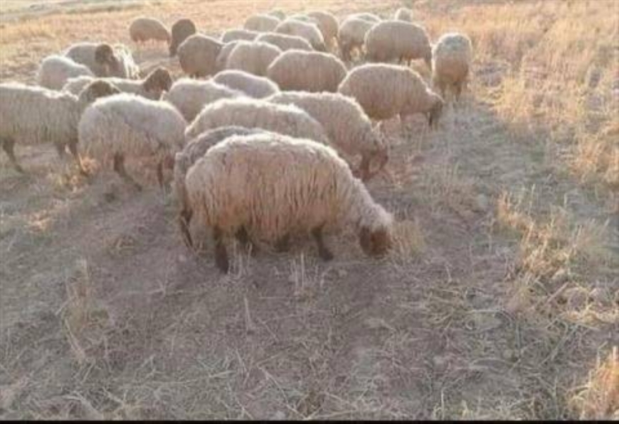 الكرك: شح الأمطار والاعتماد على شراء الأعلاف الحق خسائر بمربي الأغنام
