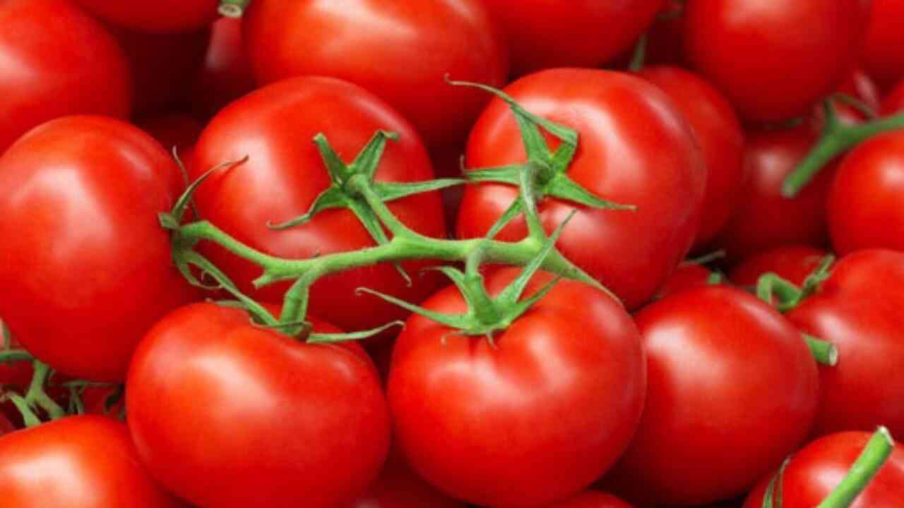 15 قرشا كيلو البندورة في السوق المركزي 