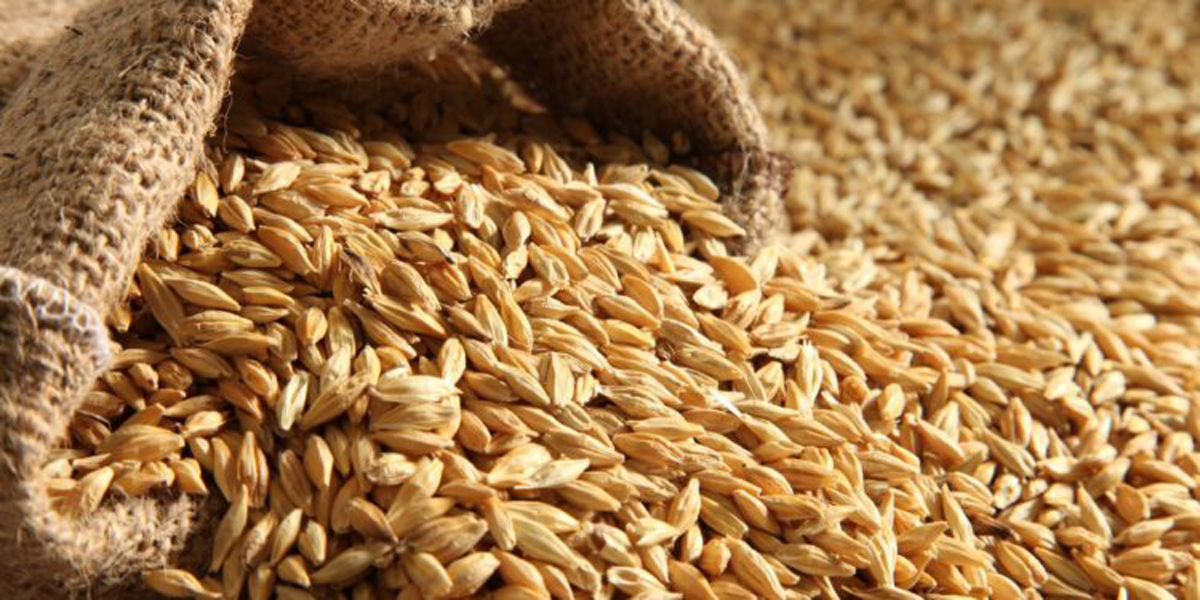 عطاء لشراء كميات من القمح