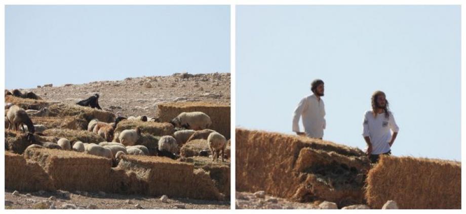 مستوطنون يرعون مواشيهم وسط منازل شلال العوجا بأريحا