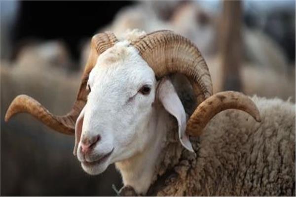 نصائح هامة للمواطنين قبل شراء أضحية العيد