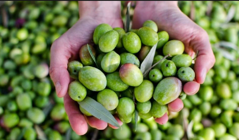 مقابلة تكتب: موسم القطاف ..  عرس شعبي  .. 