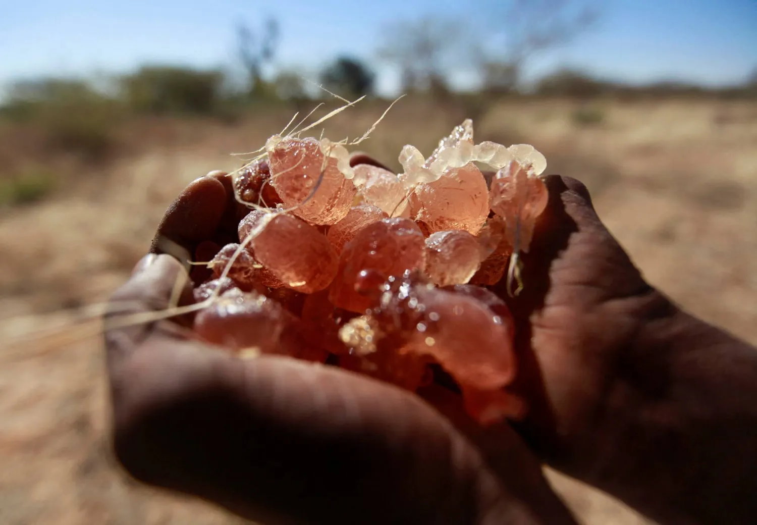 الصمغ العربي السوداني ..  ثروة تنزف بين الحرب والنزوح