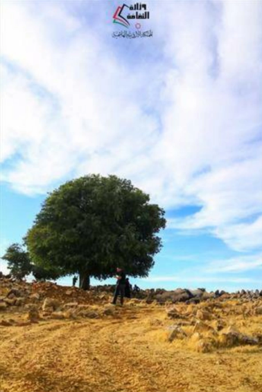 ليست مجرد شجرة.. "الميسة.. حارسة التاريخ ومرآة الوجدان الأردني"